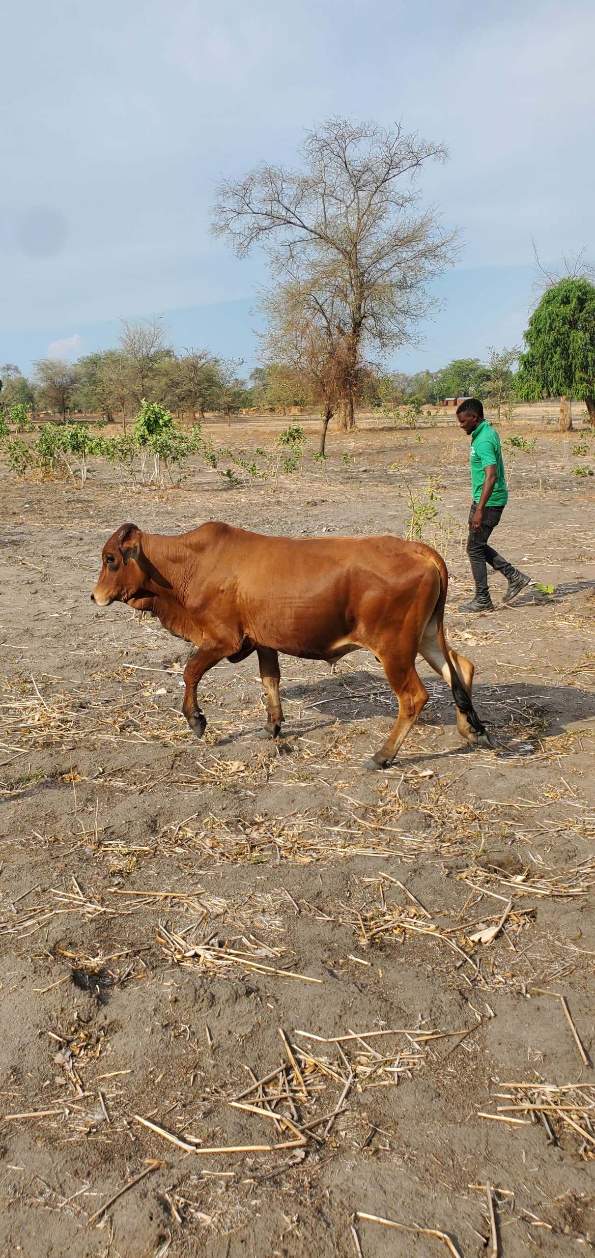 Cattle Farming