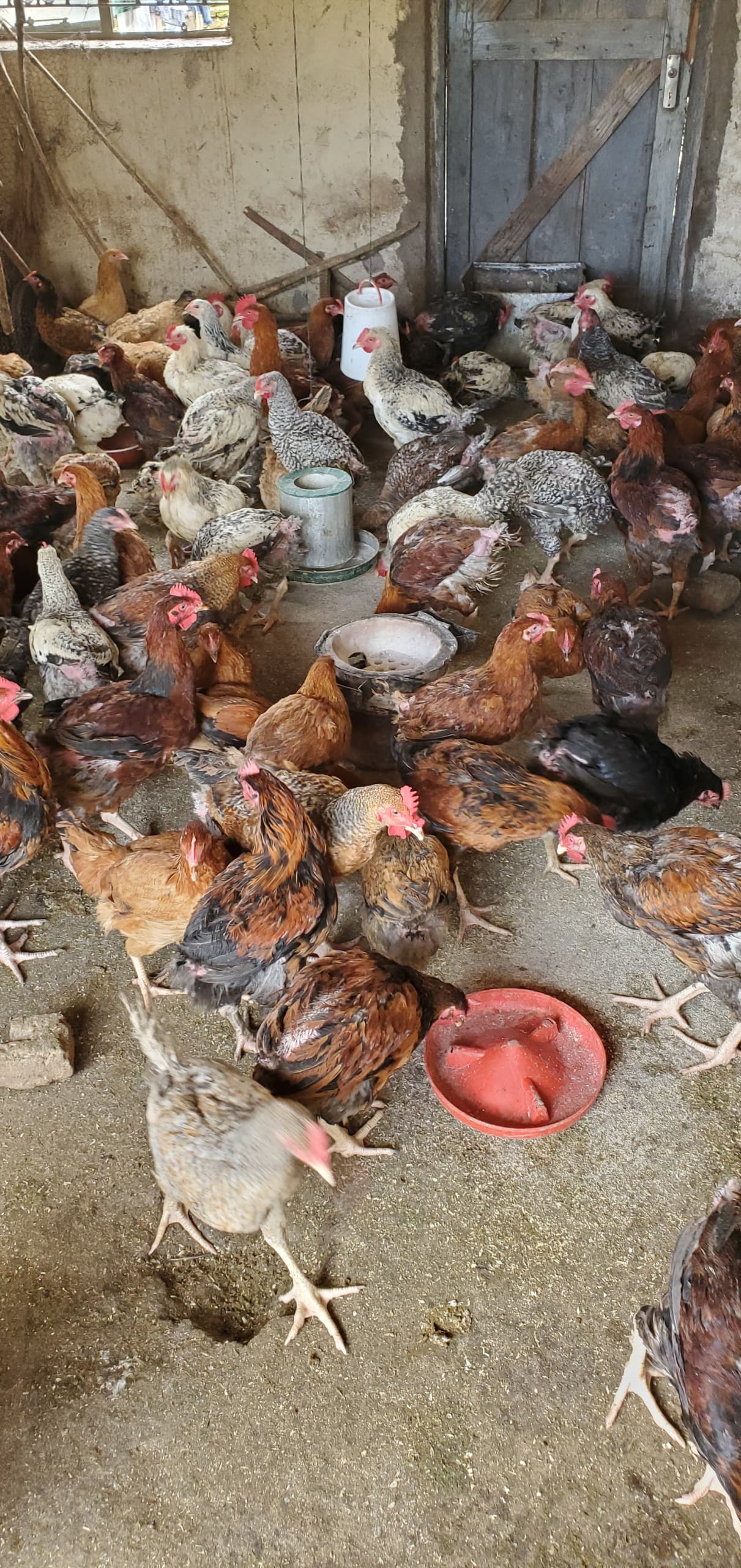 Poultry Farm