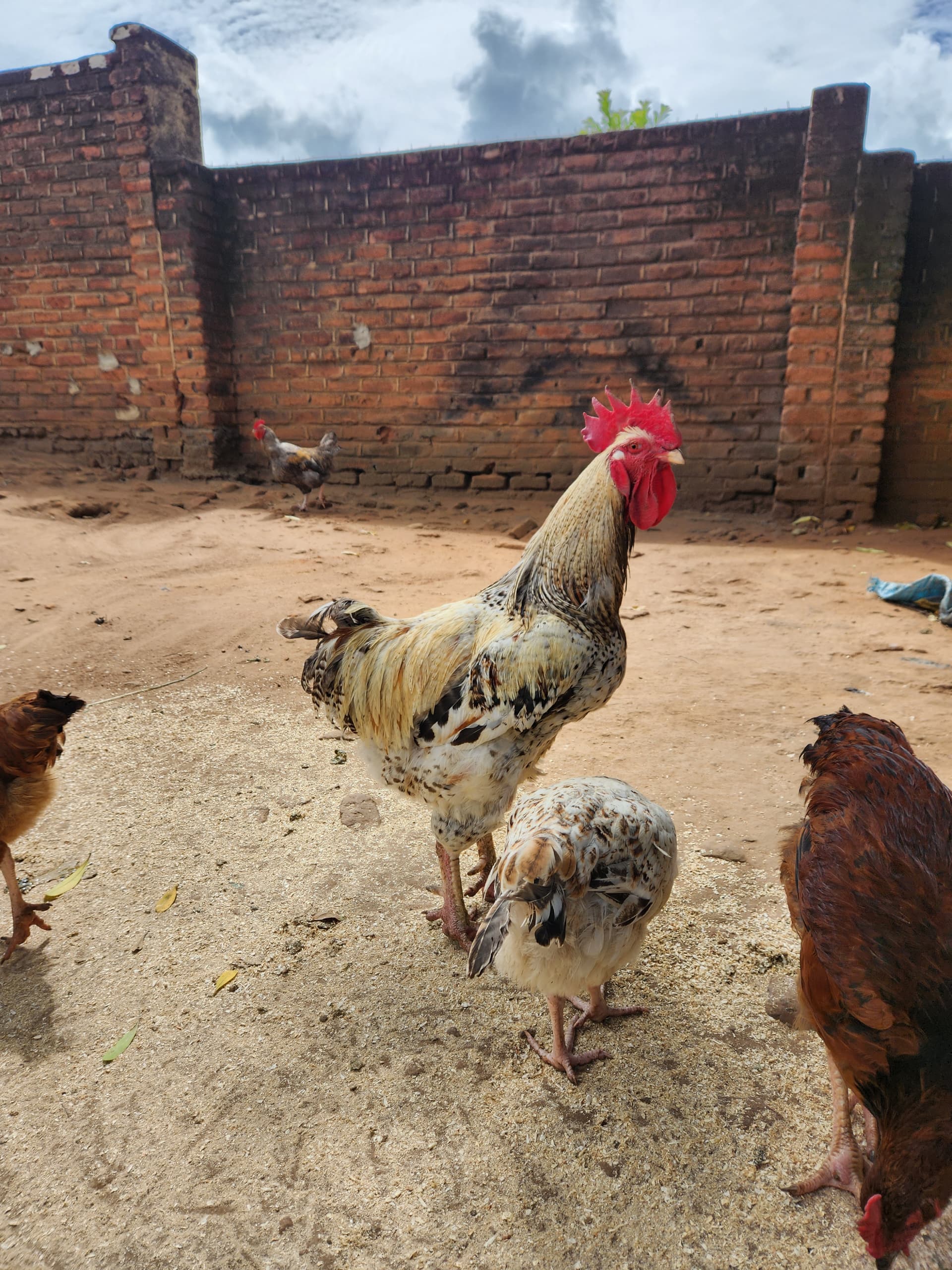 Poultry Farm