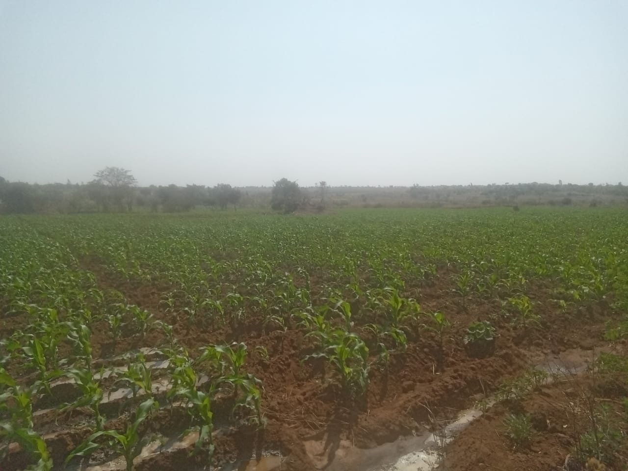 Maize Field
