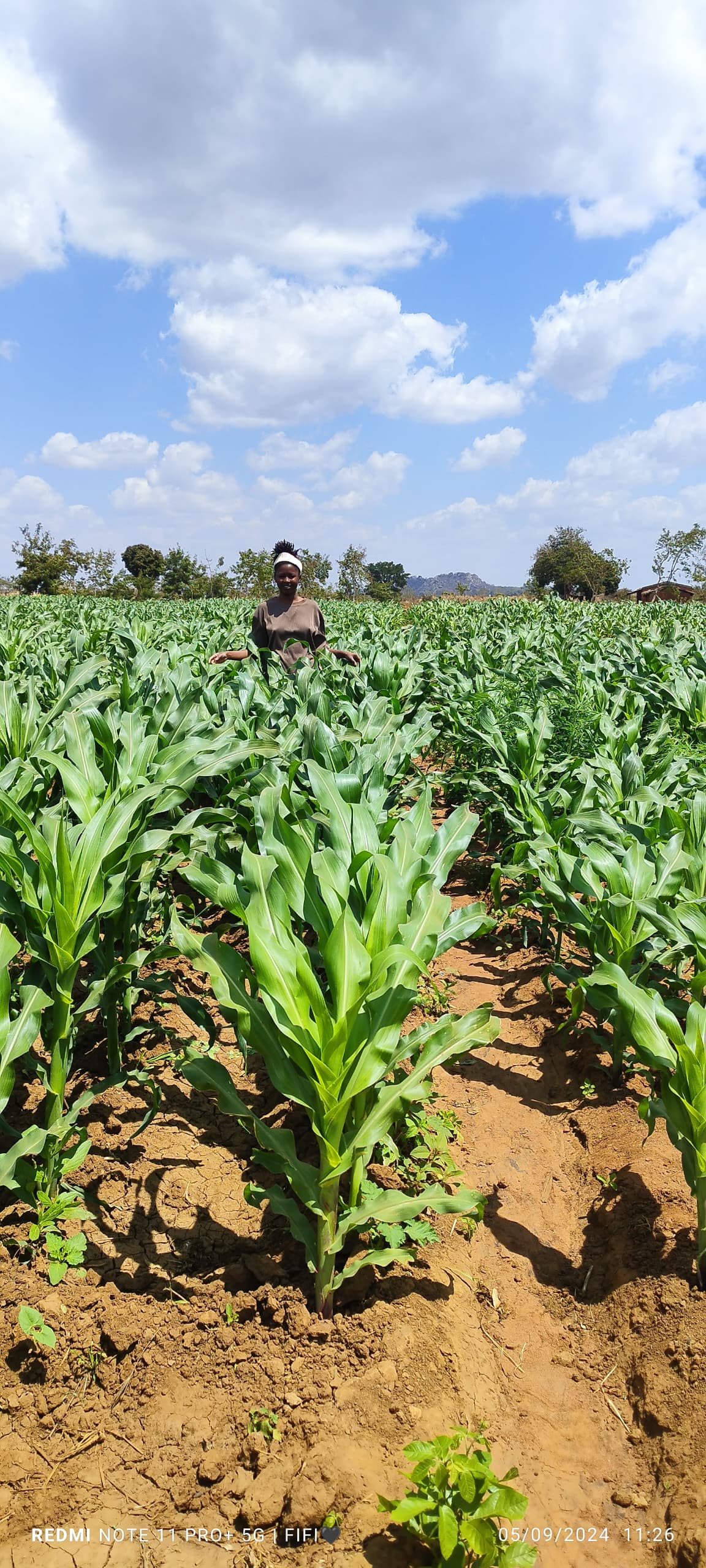 Maize Field